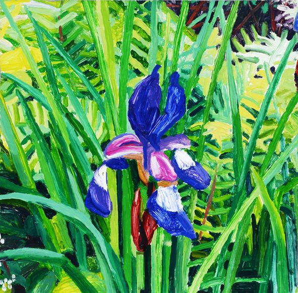 Iris   25 x 25.39 cm, Giclee Print £70
